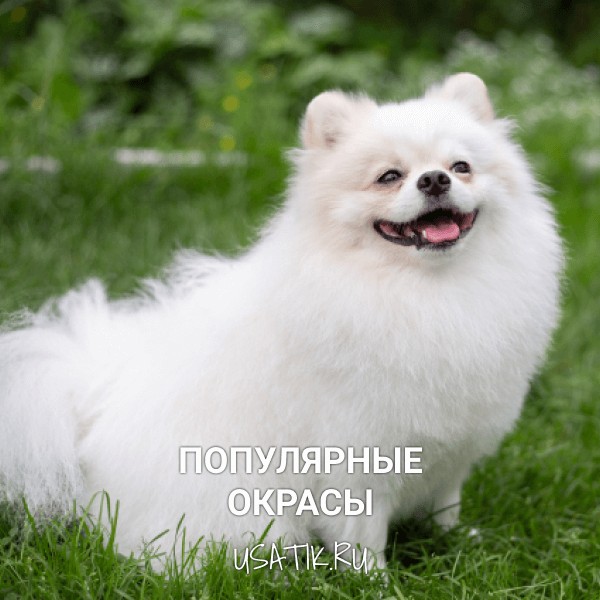 Популярные окрасы померанских шпицев