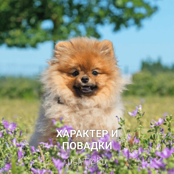 Характер и повадки померанских шпицев