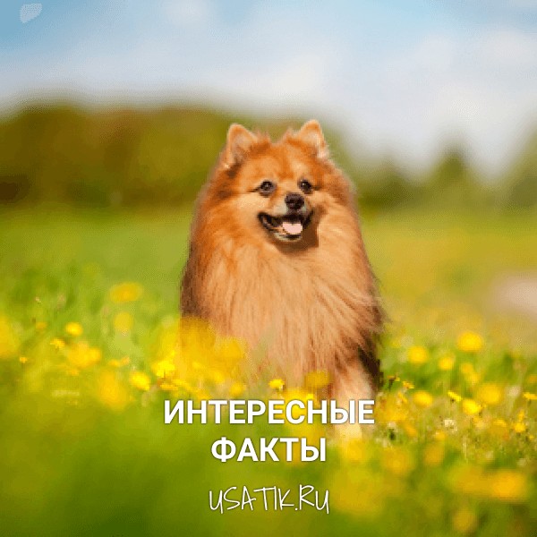 Интересные факты о померанских шпицах