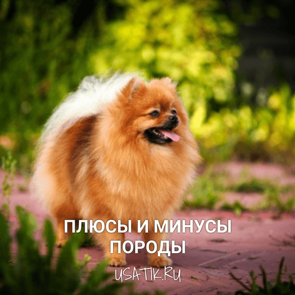 Плюсы и минусы померанских шпицев