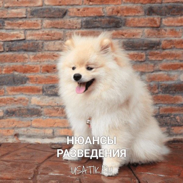 Разведение померанских шпицев