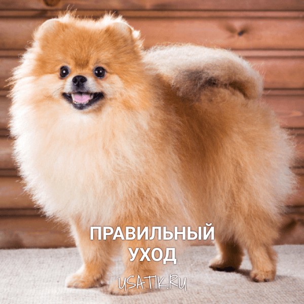Уход за померанскими шпицами