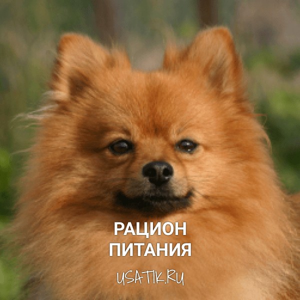 Рацион питания померанских шпицев