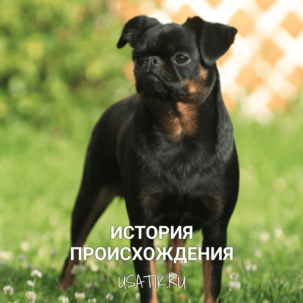 История происхождения пти-брабансонов