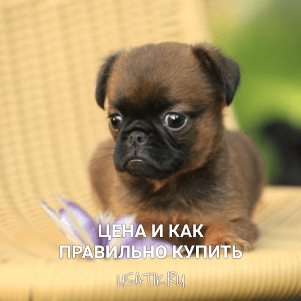 Пти-брабансон - цена и как правильно купить