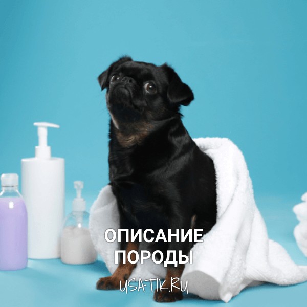 Пти-брабансон - описание породы