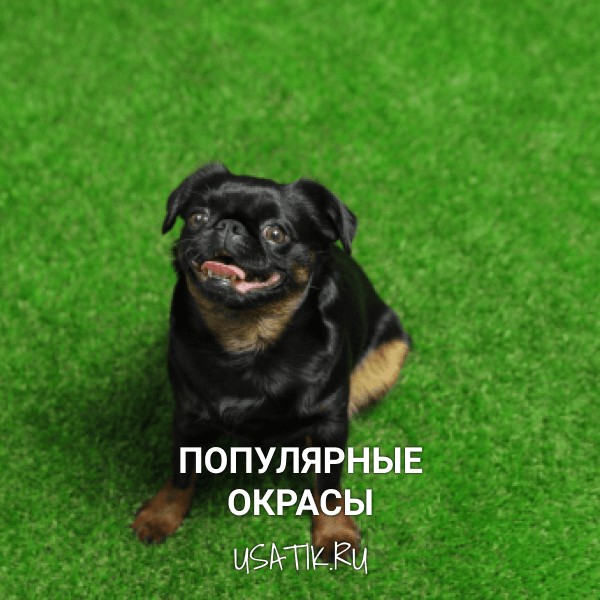 Популярные окрасы пти-брабансонов