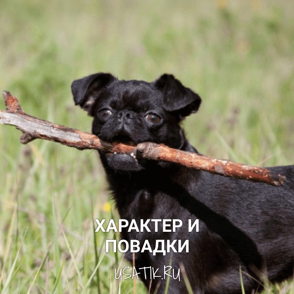 Характер и повадки пти-брабансонов