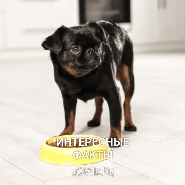 Интересные факты о пти-брабансонах