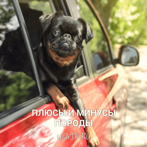 Плюсы и минусы пти-брабансонов