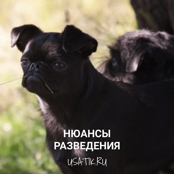 Разведение пти-брабансонов