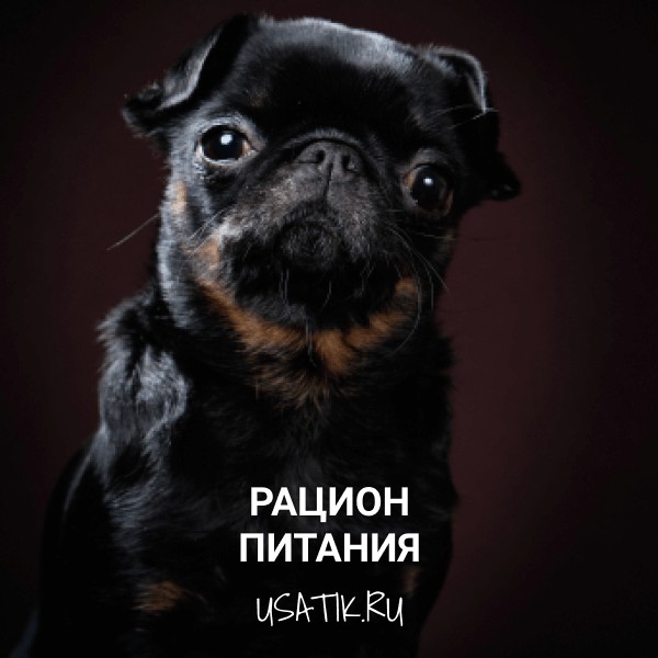 Рацион питания пти-брабансонов