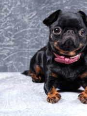 Пти-брабансон