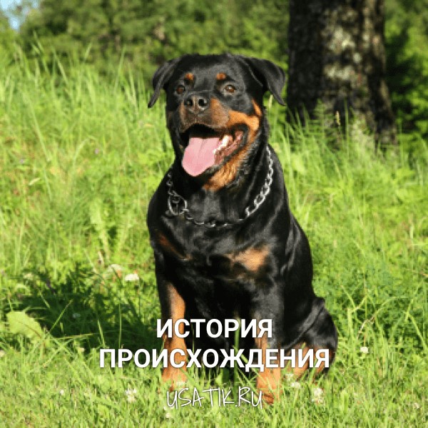 История происхождения ротвейлеров