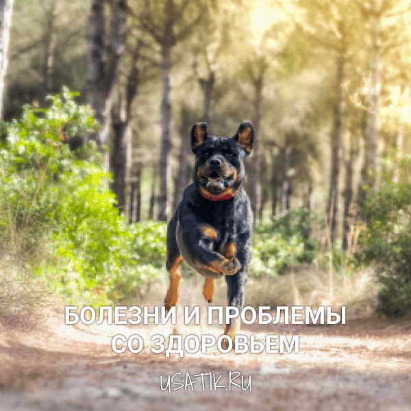 Болезни и проблемы со здоровьем