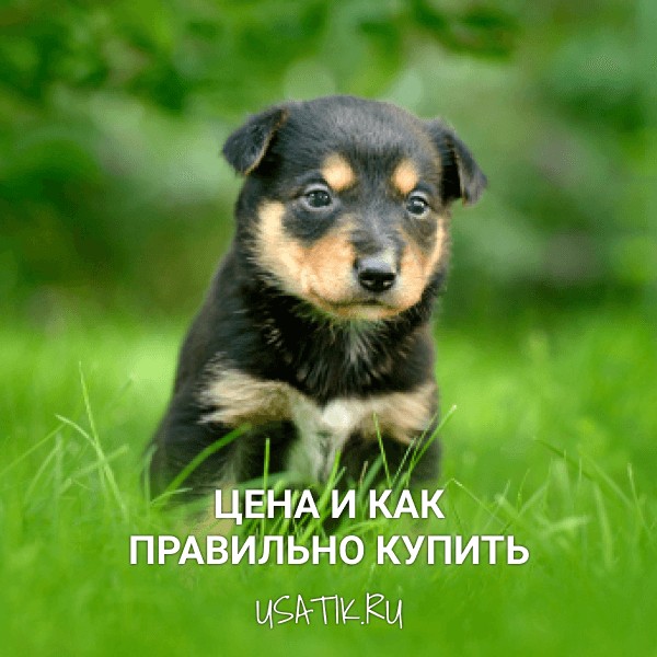 Ротвейлер - цена и как правильно купить