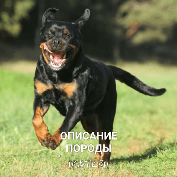 Ротвейлер - описание породы