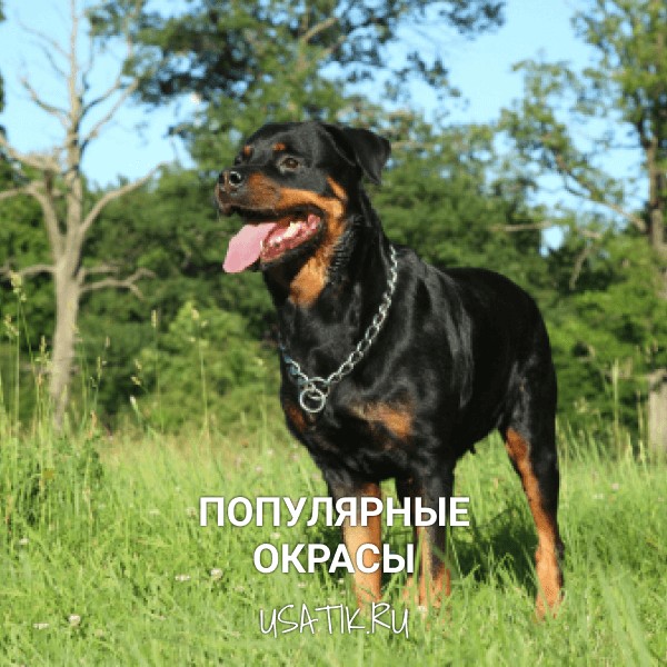 Популярные окрасы ротвейлеров