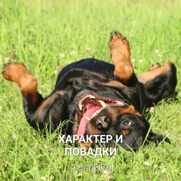 Характер и повадки ротвейлеров