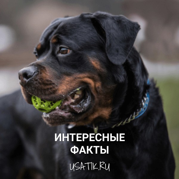 Интересные факты о ротвейлерах
