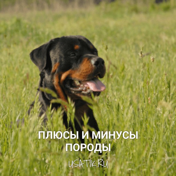 Плюсы и минусы ротвейлеров