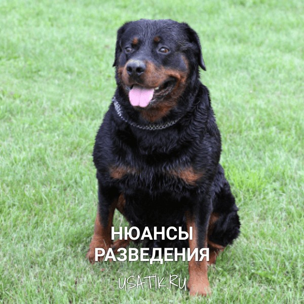 Разведение ротвейлеров