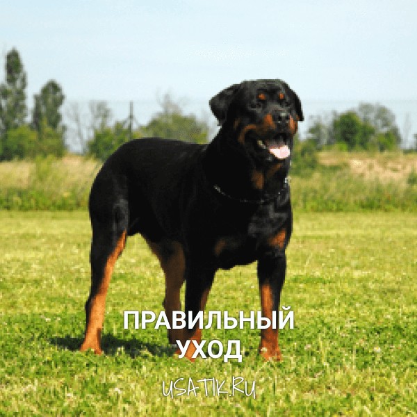 Уход за ротвейлерами