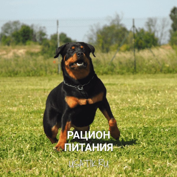 Рацион питания ротвейлеров