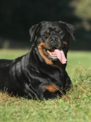 Ротвейлер