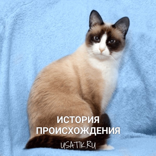 История происхождения сноу-шу