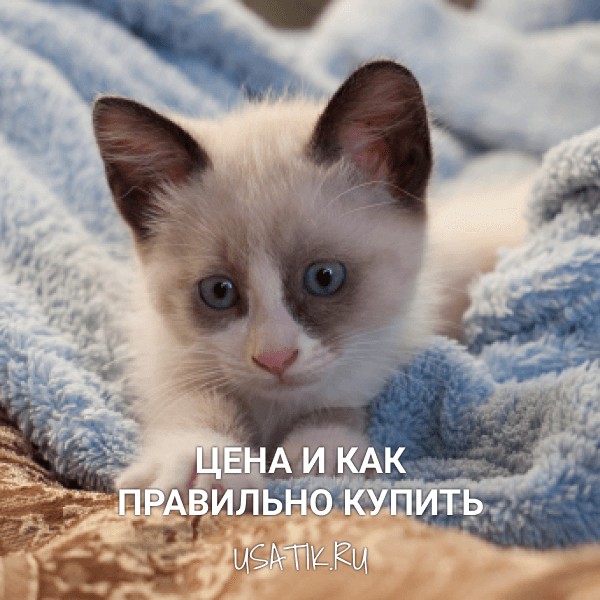 Сноу-шу - цена и как правильно купить