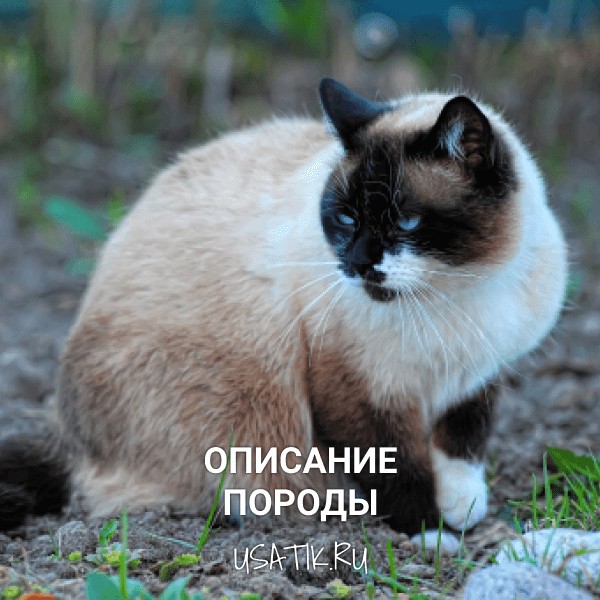 Сноу-шу - описание породы