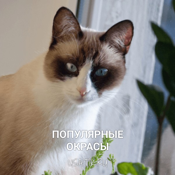 Популярные окрасы сноу-шу