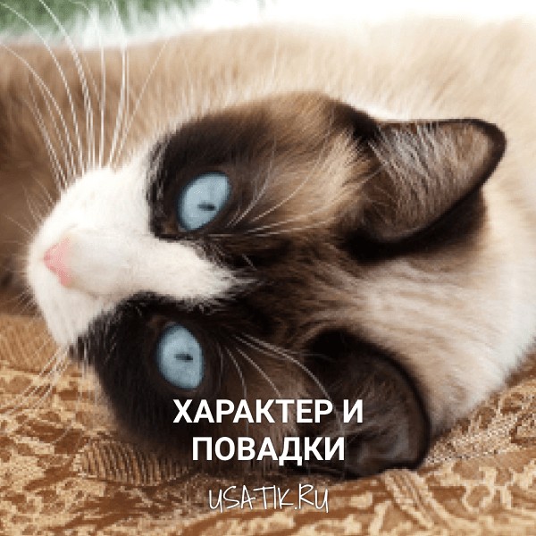 Характер и повадки сноу-шу