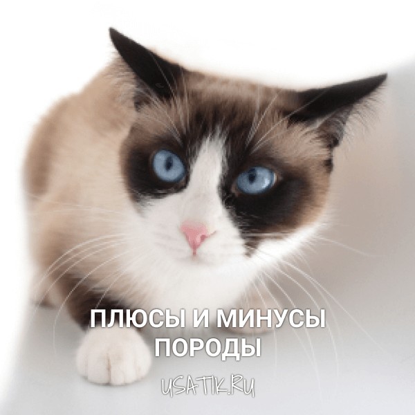 Плюсы и минусы сноу-шу