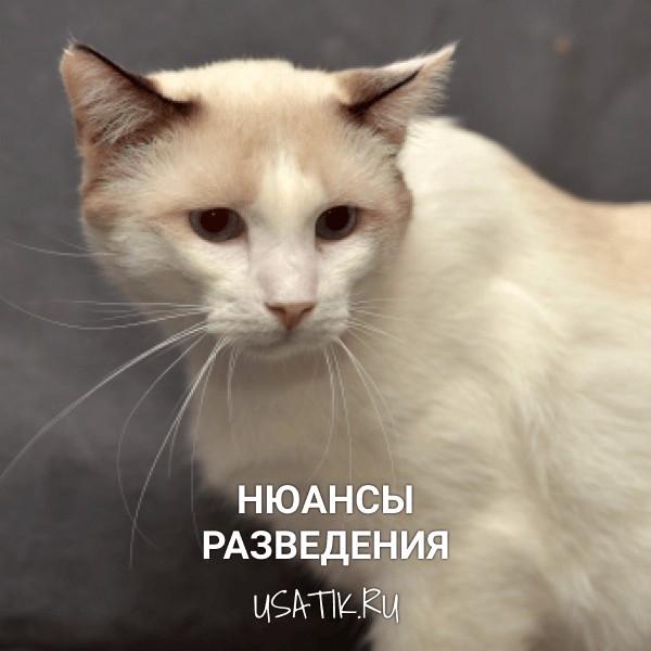 Разведение сноу-шу