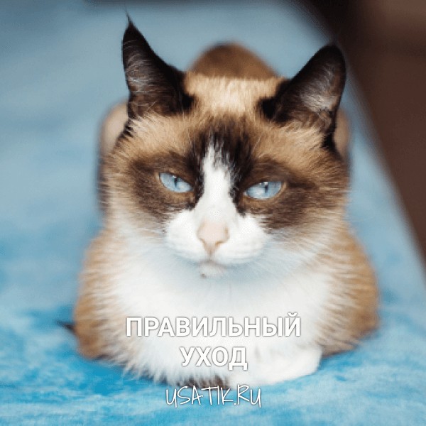 Уход за сноу-шу