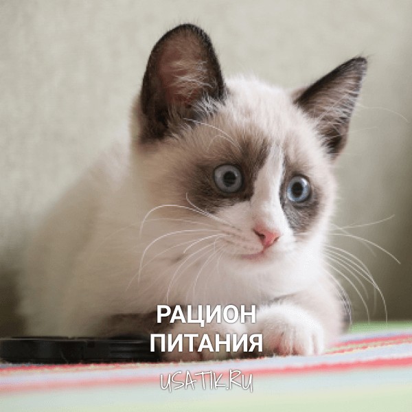 Рацион питания сноу-шу