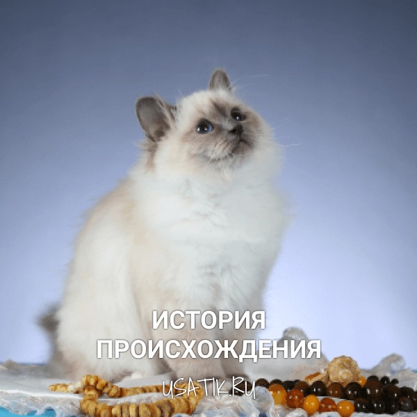 История происхождения бирманских кошек