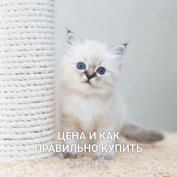 Бирманская кошка - цена и как правильно купить