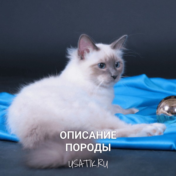 Бирманская кошка - описание породы