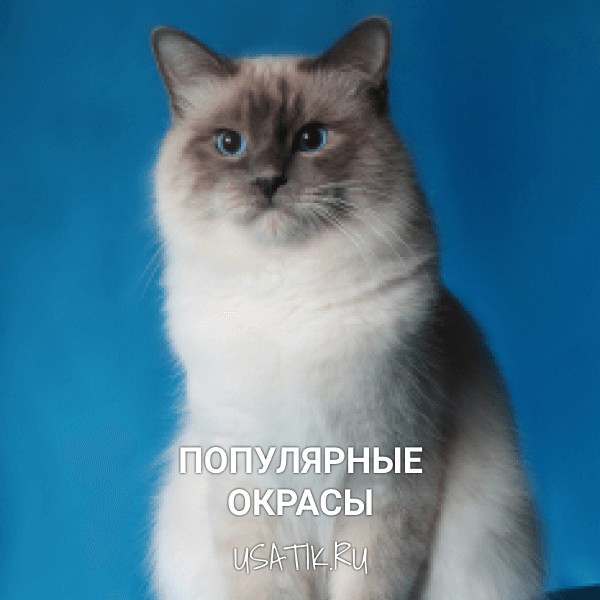 Популярные окрасы бирманских кошек