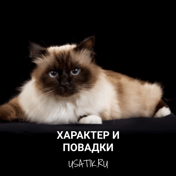 Характер и повадки бирманских кошек