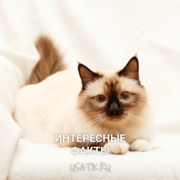 Интересные факты о бирманских кошках