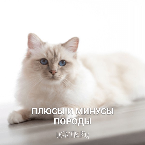 Плюсы и минусы бирманских кошек