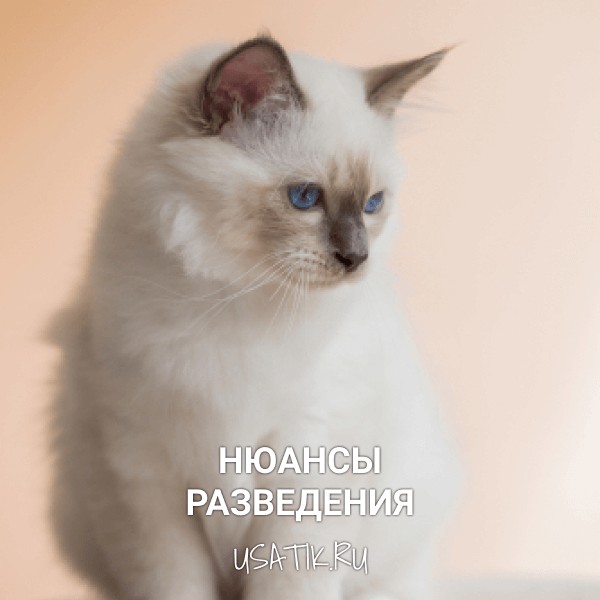 Разведение бирманских кошек