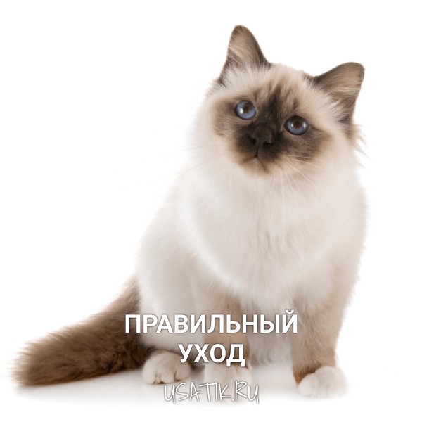 Уход за бирманскими кошками