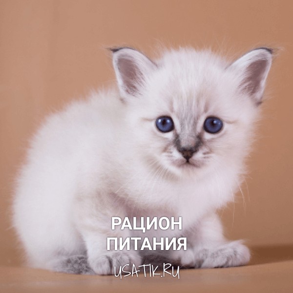Рацион питания бирманских кошек