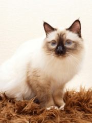 Бирманская кошка