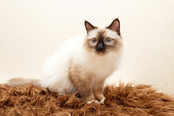 Бирманская кошка